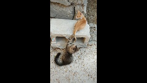 Cute playful kittens