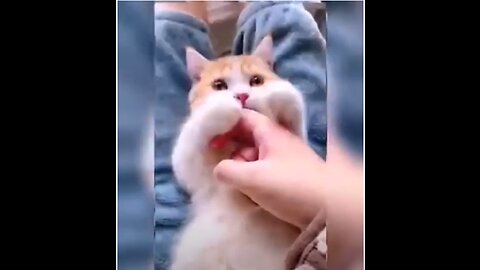 Cat funny reactions