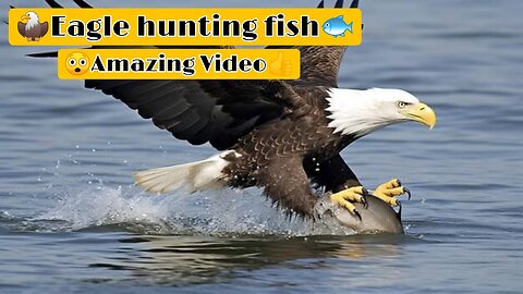 🔴🔴🦅Eagle hunting fish🐟🔴😲Amazing Video👍🔴🔴