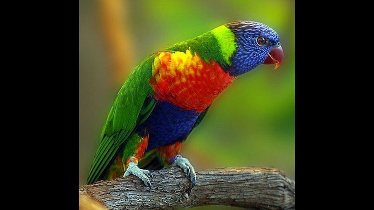 Watch these beautiful and colorful birds