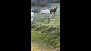 Beautiful Horses