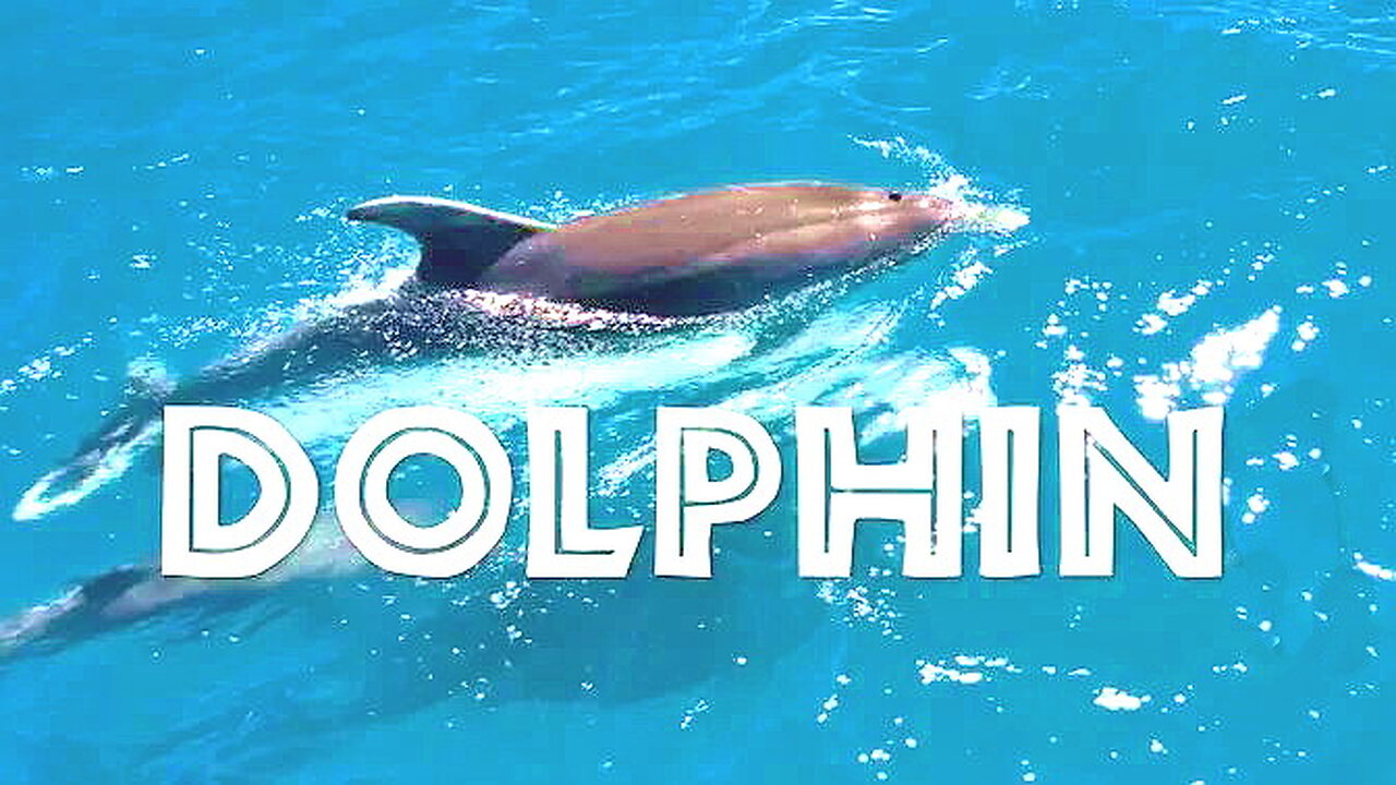 The Dolphin by Lubomir Kavaldjiev (2023)