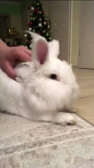 I like to cuddle🐰