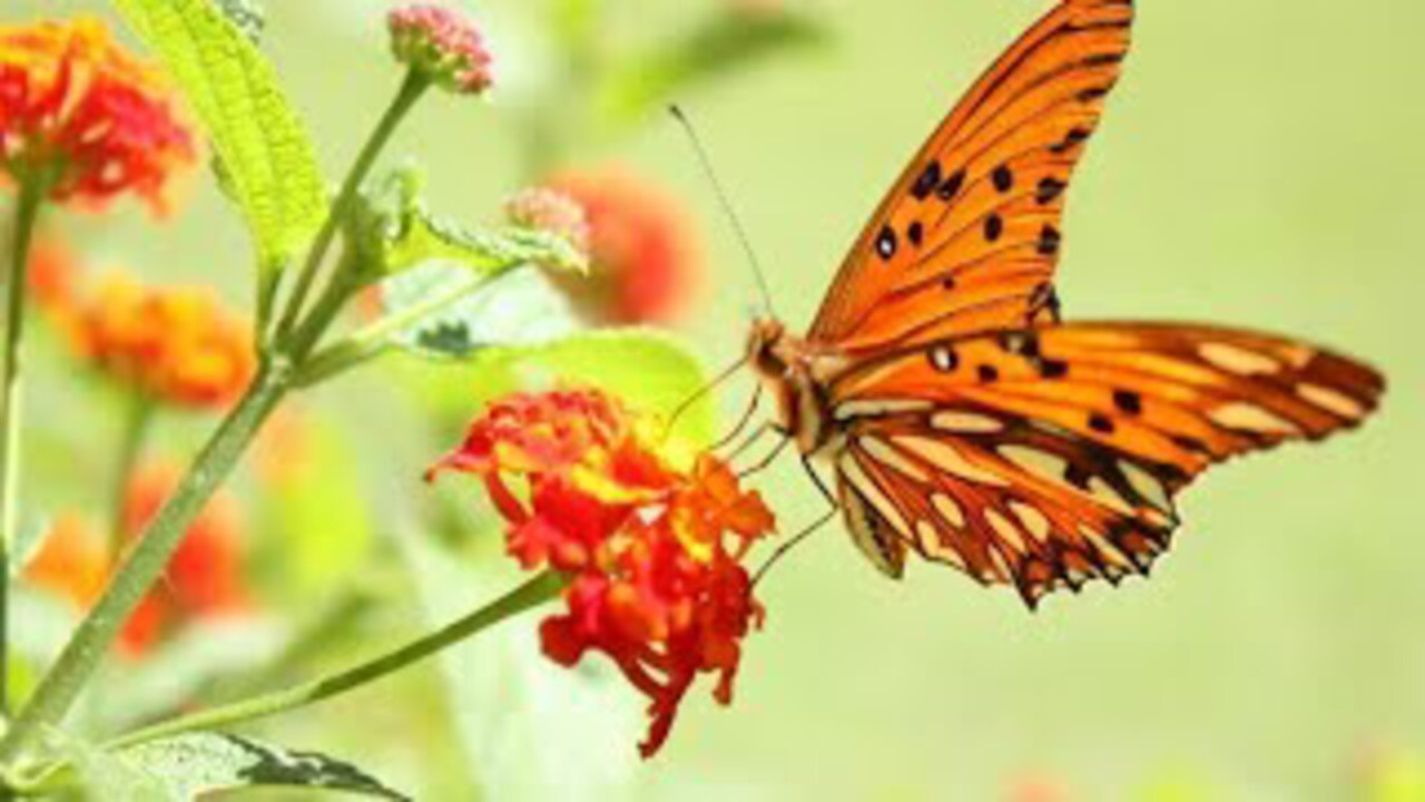 The butterfly is collecting honey from the flowers