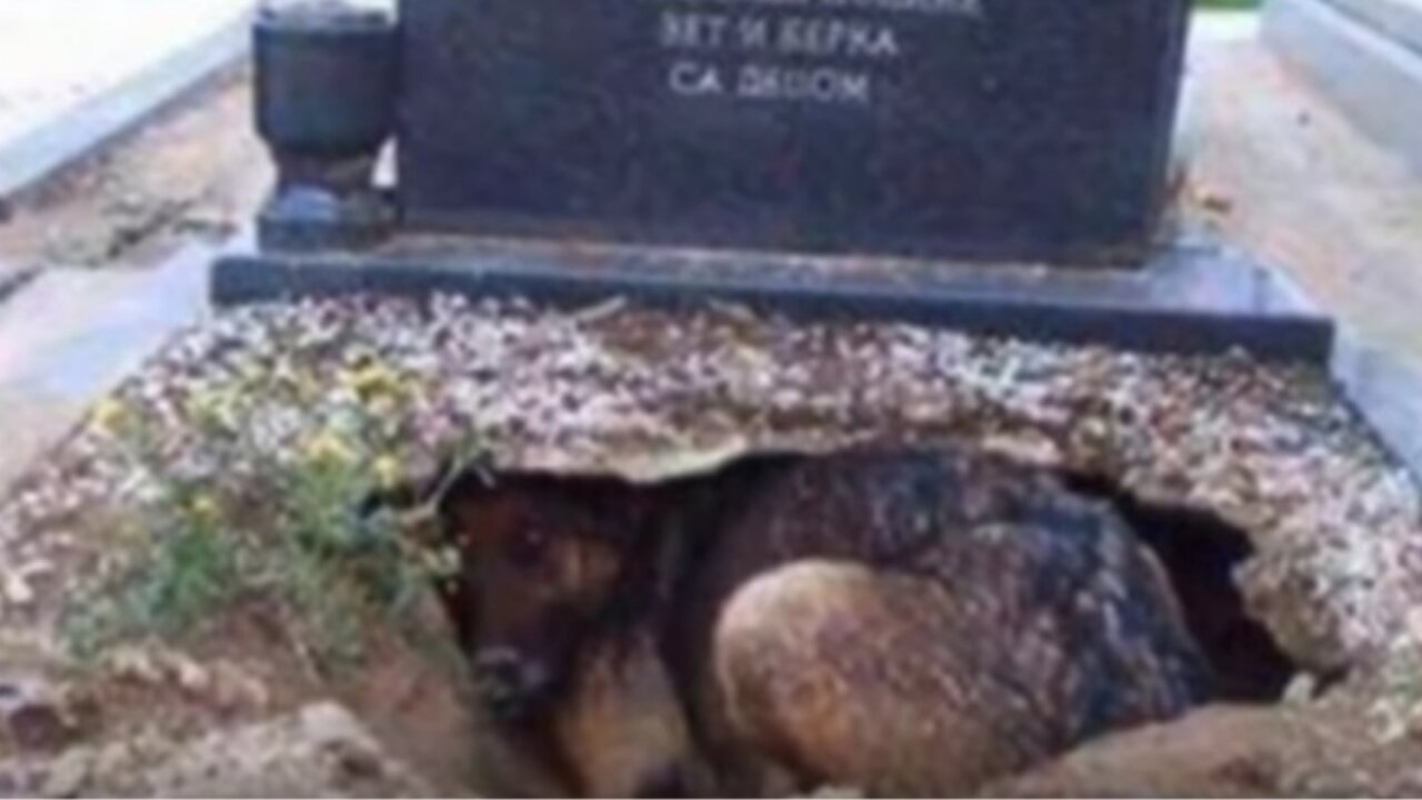 Do dogs grieve for their departed owners?