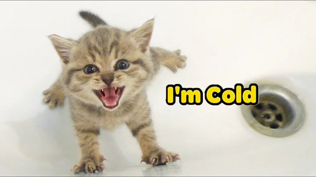 These Cats Can Speak In English| Funny Animal Videos| Furry Buddy