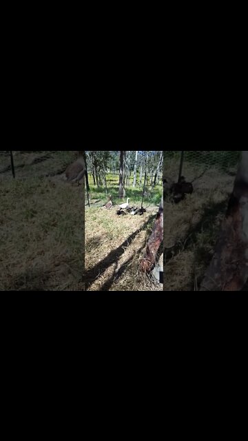 Eating grass with their protectors the geese