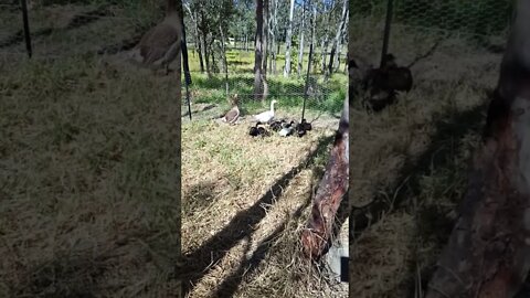 Eating grass with their protectors the geese