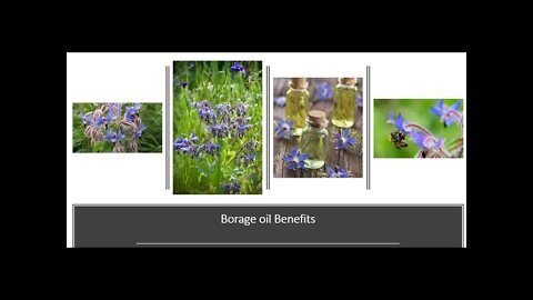 Borage Seed Oil Benefits