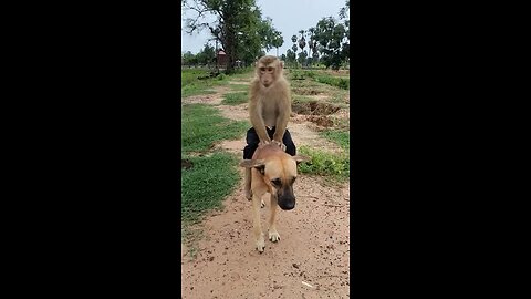 Monkey riding dog funny videos