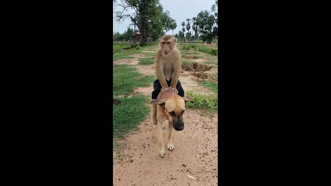 Monkey riding dog funny videos