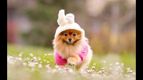 short video dog very nice good cut video dog funny video