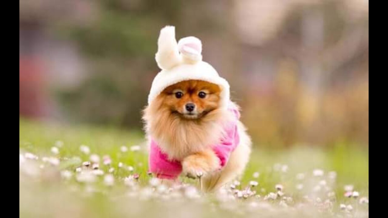 short video dog very nice good cut video dog funny video