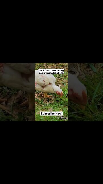 Follow this season as I show how to raise meat chickens on 1 acre of land