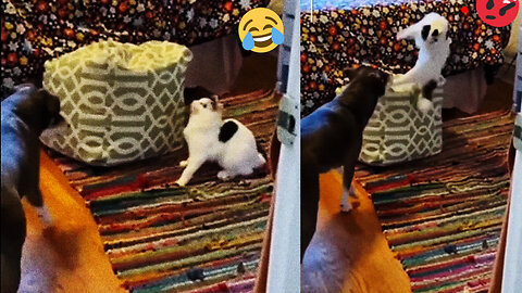 The funniest animal videos | dog VS cat