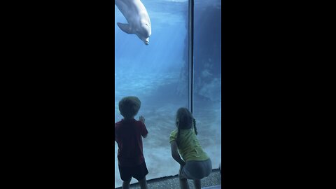 SeaWorld Orlando and Onna playing with the dolphins