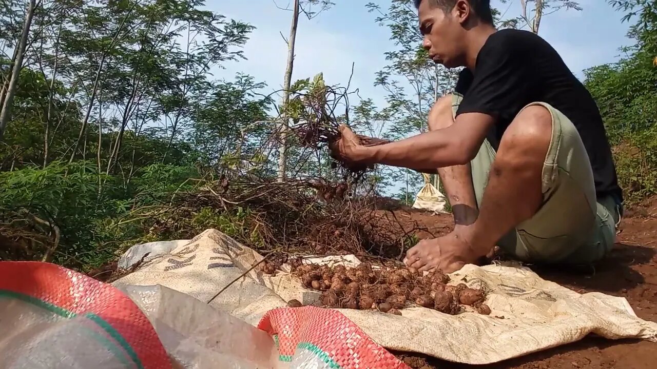 Panen kentang | jangan mau kalah sama petani cantik