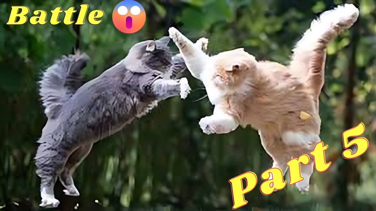 Cat Battle part 5