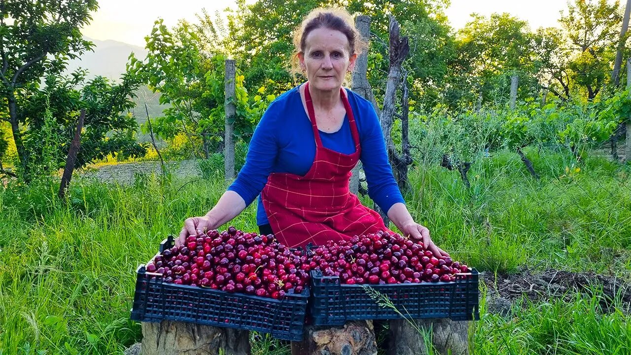 20 Kg Cherries: Kek, Recel, Komposto edhe Kos Frutash Me Qershi.