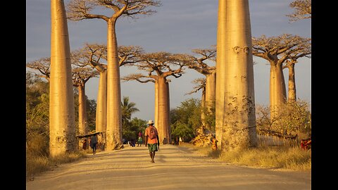 Baobab