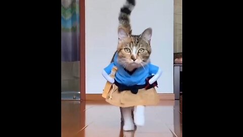 It's a cat RAMP WALK show!