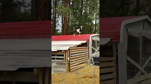 #goats #funny #farmanimals #funnyanimals #cuteanimals #farm #homesteading #sillygoats