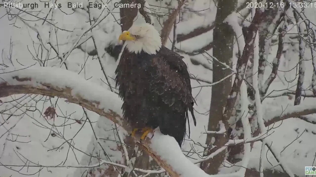 Hays Mom on woods limb in snow 2020 12 16 132pm
