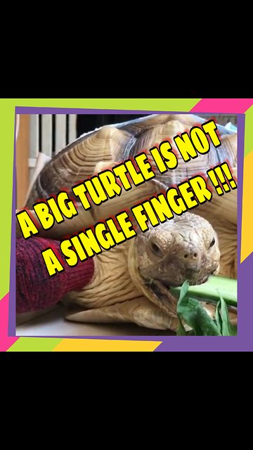 A BIG TURTLE IS NOT A SINGLE FINGER