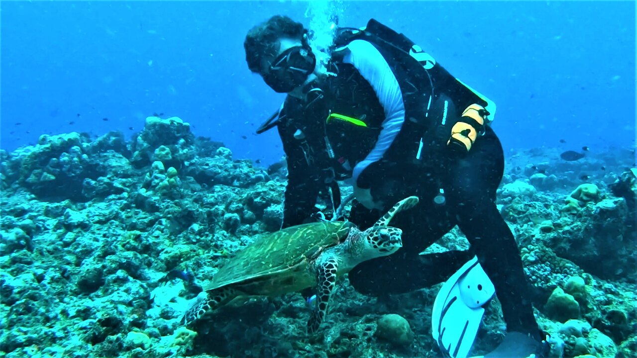 Baby sea turtle swims straight to scuba diver to hang out with him