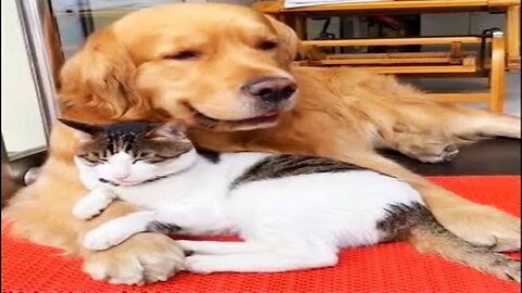 New Funny Videos 2023 😍 Cutest Cats and Dogs 🐱🐶