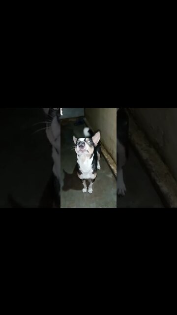 Jojo's Training🐈|Can dogs be trained easily?🐕|#shorts #shortvideo #dogs #puppy