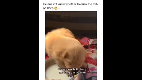 This puppy does not know wether to drink milk or sleep