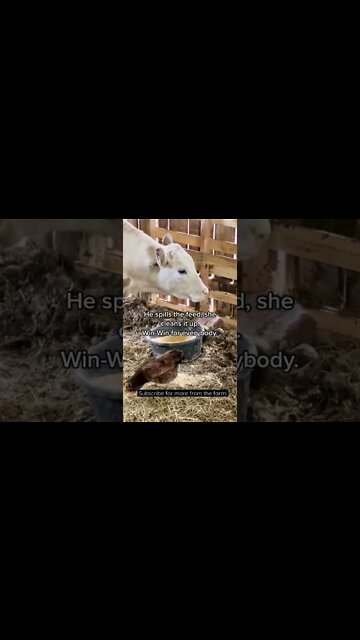 Teamwork Makes the Homestead Dream Work #shorts