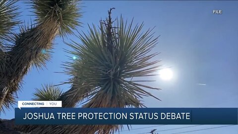 Joshua Tree protection status under debate