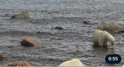 Polar Bear Protecting Her Cub