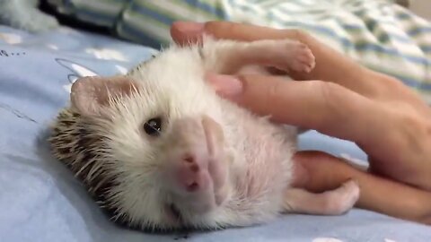The hedgehog gets his tummy scratched.