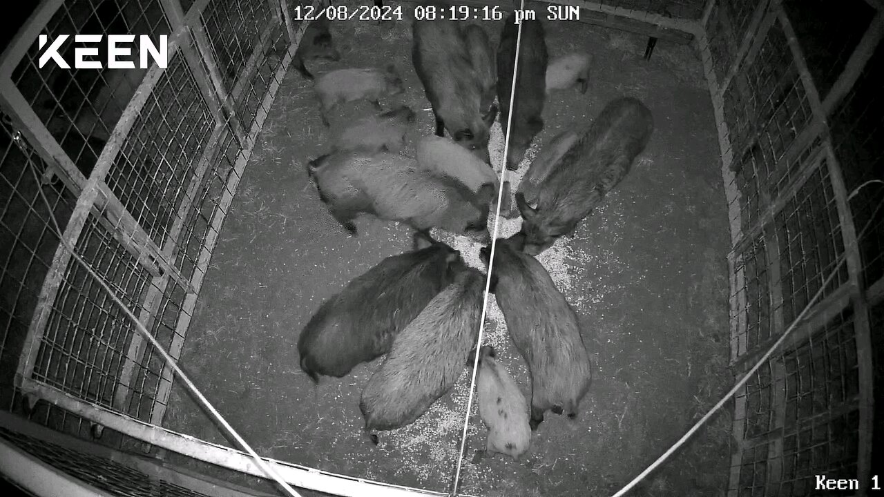 New Hog Trapping Spots Paying Off