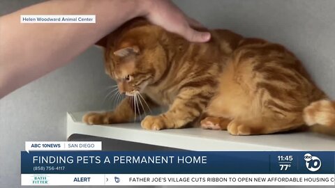 Pet of the Week: Armando