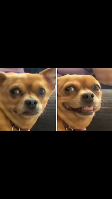 Luna The Dog Gives A Smile Captivating and Funny