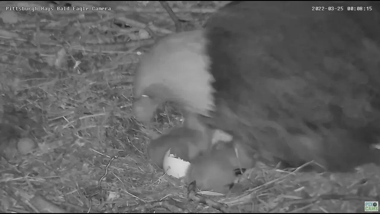 Hays Bald Eagles H18 has hatched! 2022 03 25 00:08am