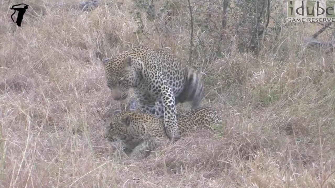 WILDlife: Pairing Leopards in the Morning