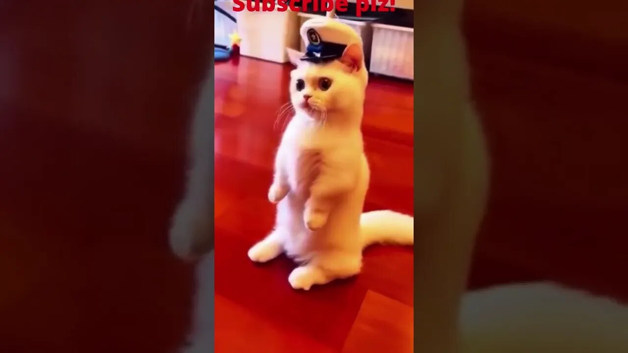 Viral Morning cat!🥰😍❤️ #shorts #ytshorts #trending #viral #cat #cute #cats