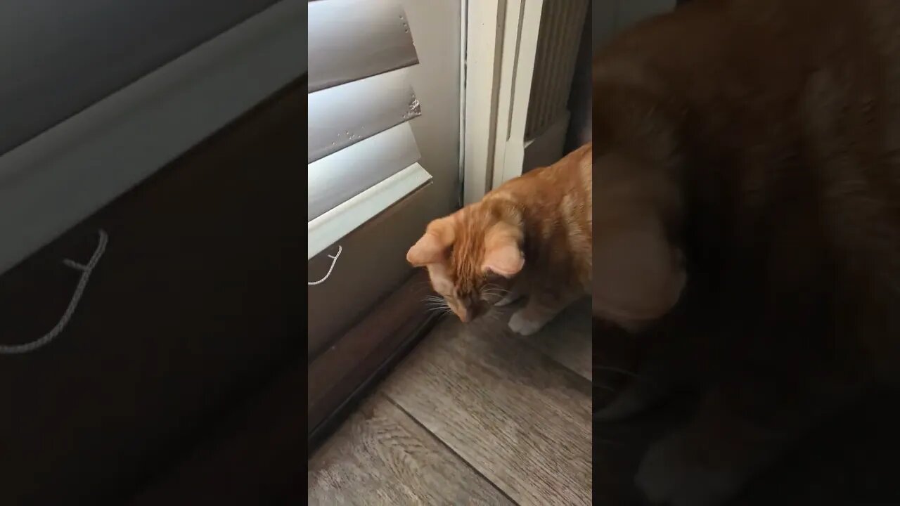 My cats are in love 😻.