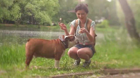 cute Bulldog licking ice-cream in woman hand