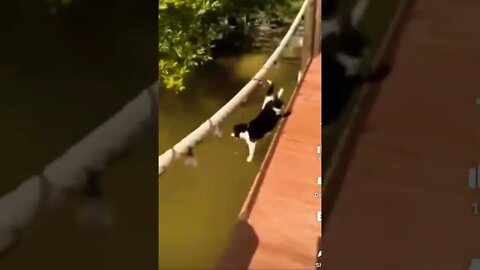 Funny animal’s part 1 | #shorts | #funny