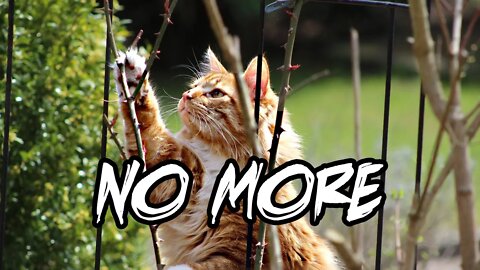How to Keep Cats Out of Your Garden 😾 My Controversial Opinion