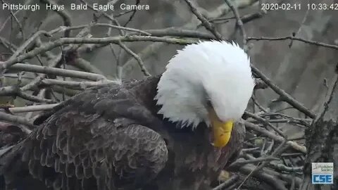 Hays Eagles Getting ready for eggs 21120