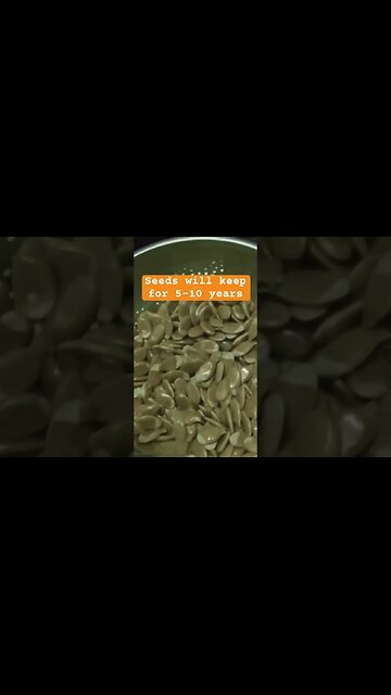 Pumpkin Seed Drying