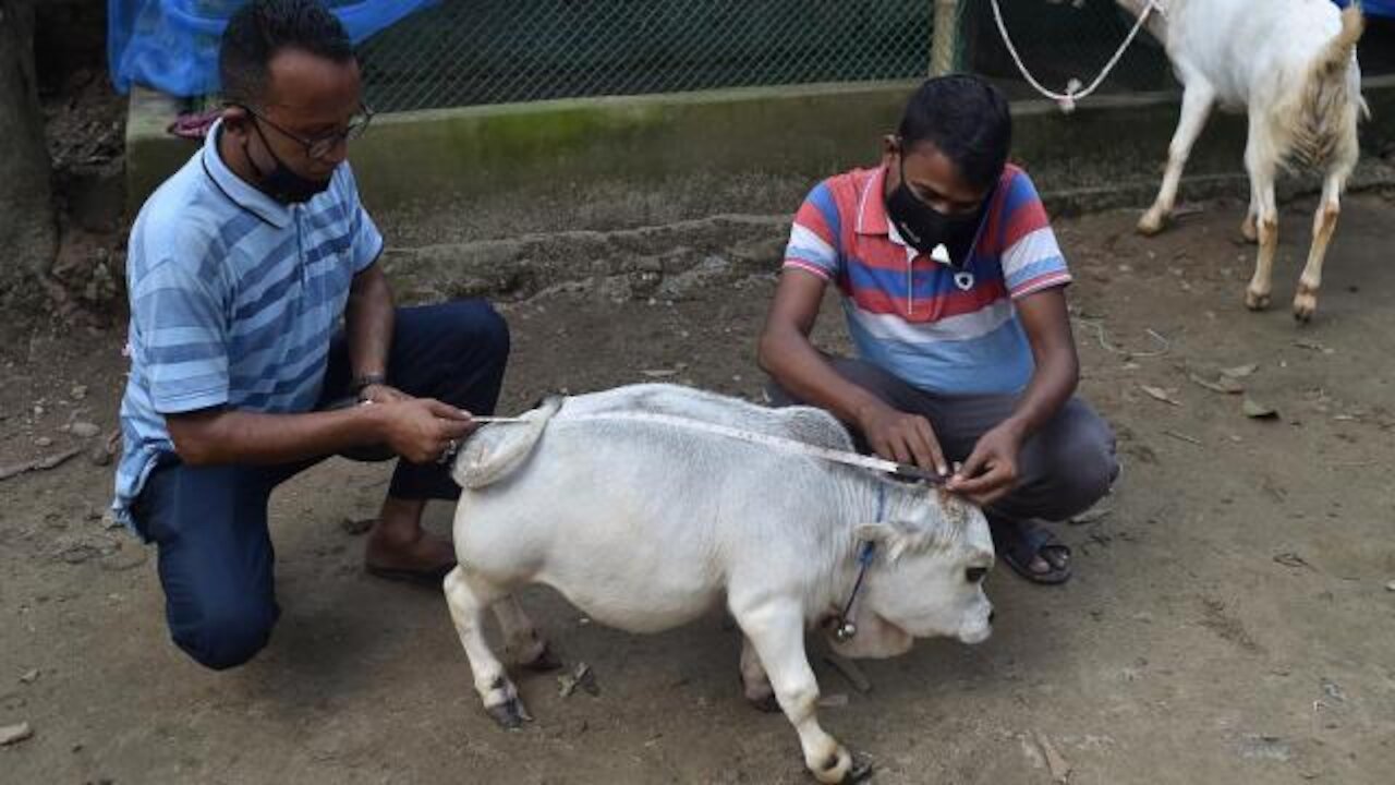 World's Smallest cow, thousands flock to see dwarf cow in Bangladesh