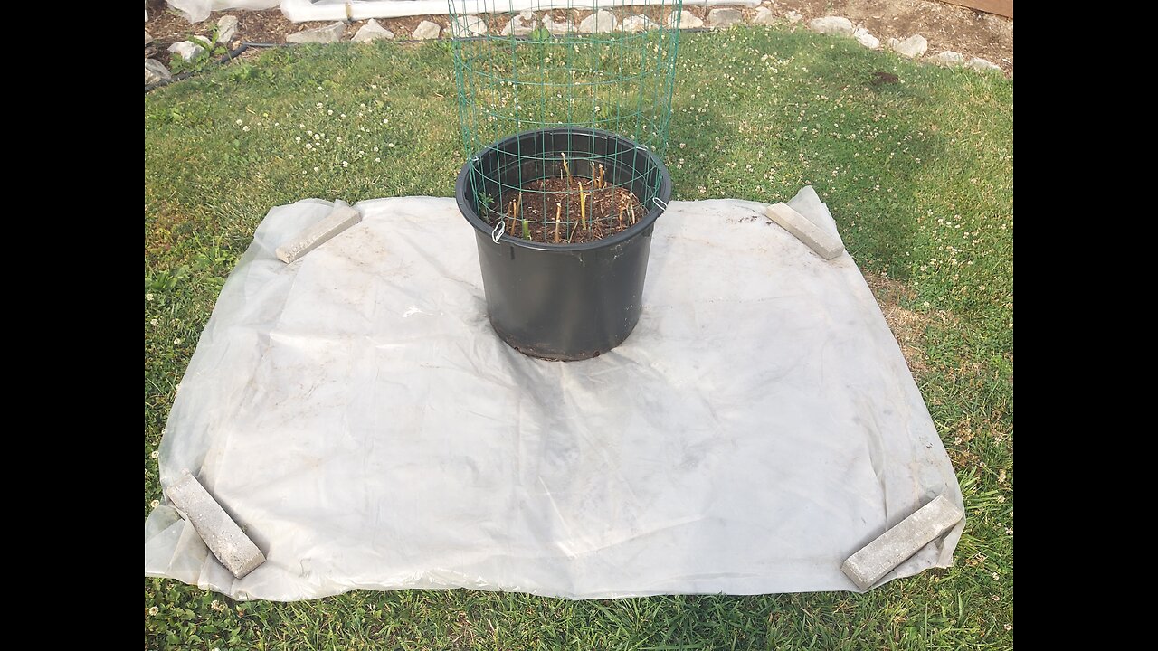 Harvesting Yukon Gold Potatoes From A Pot 6/22/23